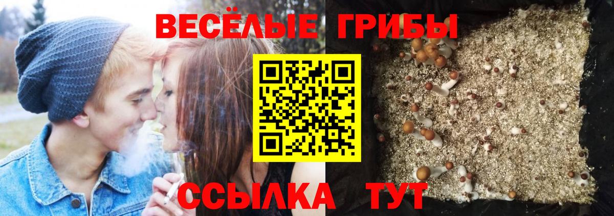 Галлюциногенные грибы Psilocybine cubensis  Вход с VPN  Таганрог 